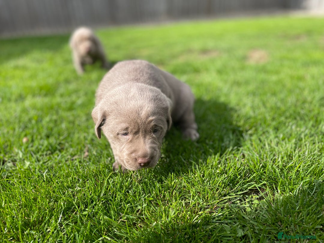 Labrador Retriever dogs for sale: Stunning kc silver Labradors  - Image 15