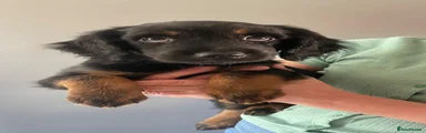 Mixed Breed 2