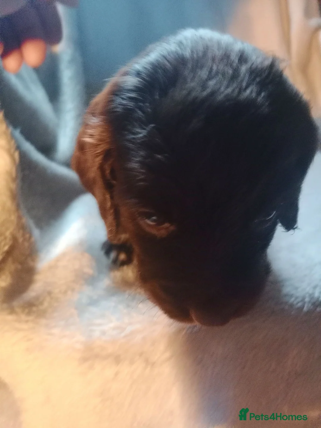 Sprocker dogs for sale: Sprocker puppies  - Advert 11