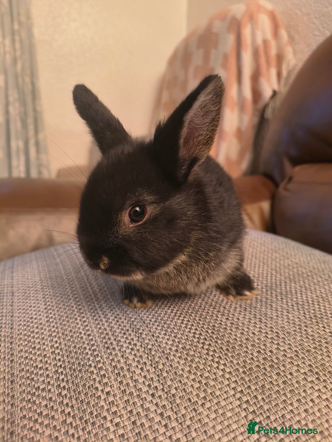 Mixed Breed rabbits for sale: Adorable Baby Bunnies Looking for Loving Homes 🐇 - Advert 1