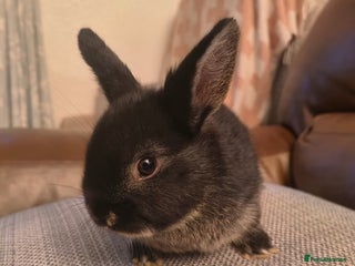 Mixed Breed rabbits Adorable Baby Bunnies Looking for Loving Homes 🐇 - Advert 21