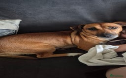 Jack Russell dogs for sale: 2 year old Female Jack Russell  - Advert 3