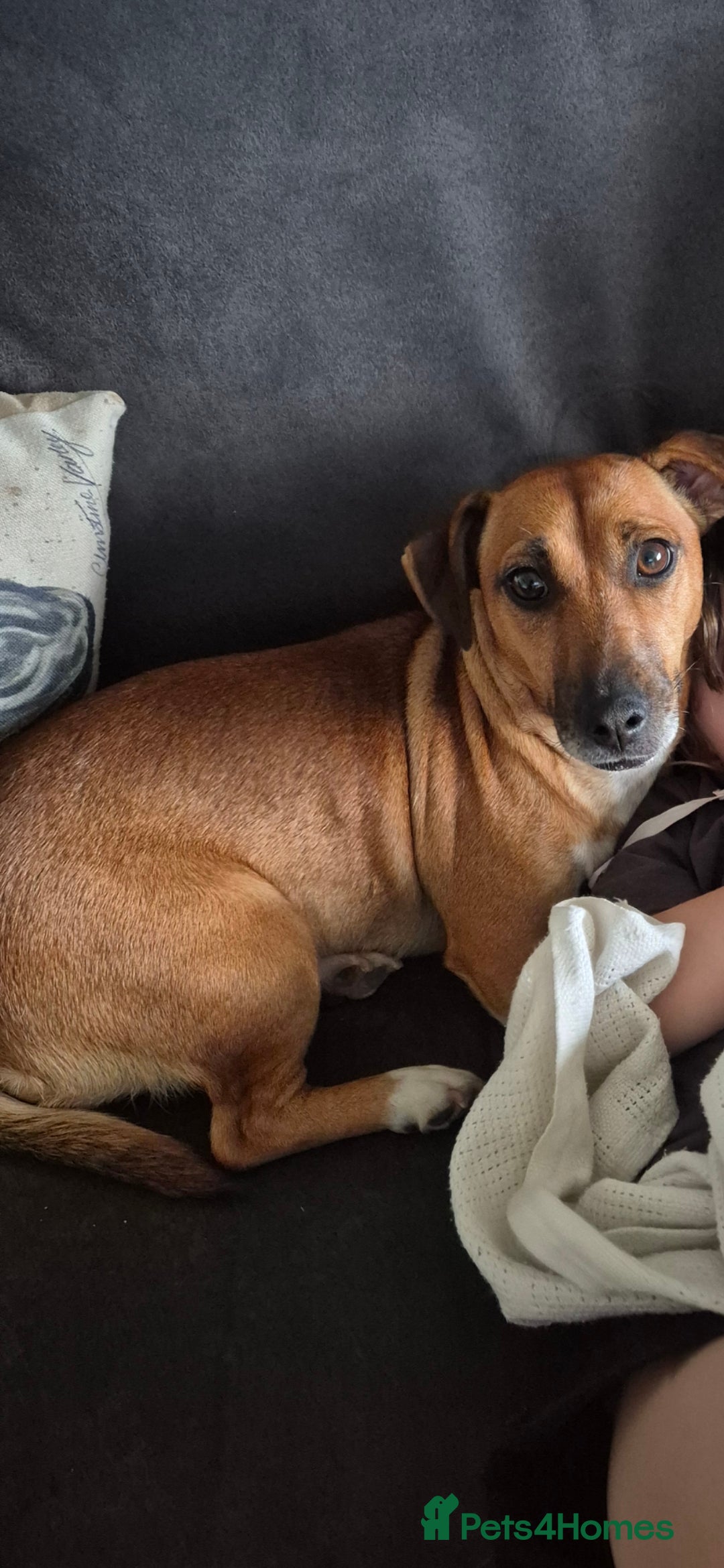 Jack Russell dogs for sale: 2 year old Female Jack Russell  - Advert 3