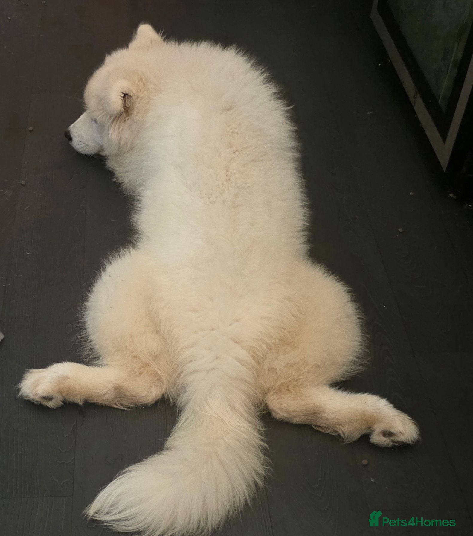 Samoyed dogs Beautiful Girl Samoyed 🌸 BARGAIN PRICE ! - Advert 4