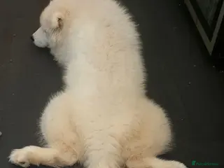 Samoyed dogs Beautiful Girl Samoyed 🌸 BARGAIN PRICE ! - Advert 4