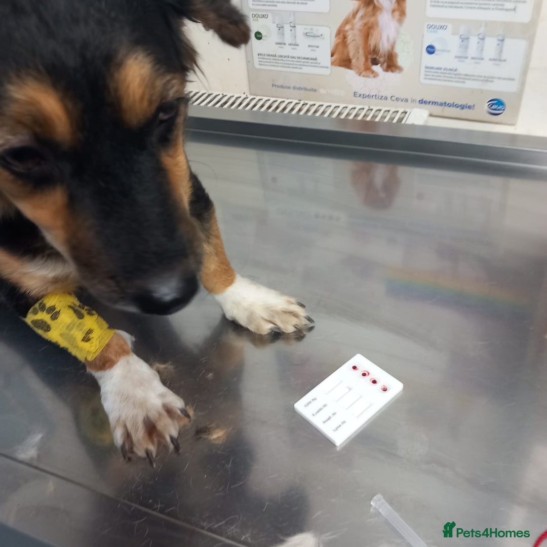Mixed Breed dogs for adoption: Meet Sweet KATIA !  She needs a new Loving HOME... - Image 17