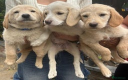 Labradoodle dogs for sale: Fox Red Labrador / Labradoodle X Puppies - Image 2