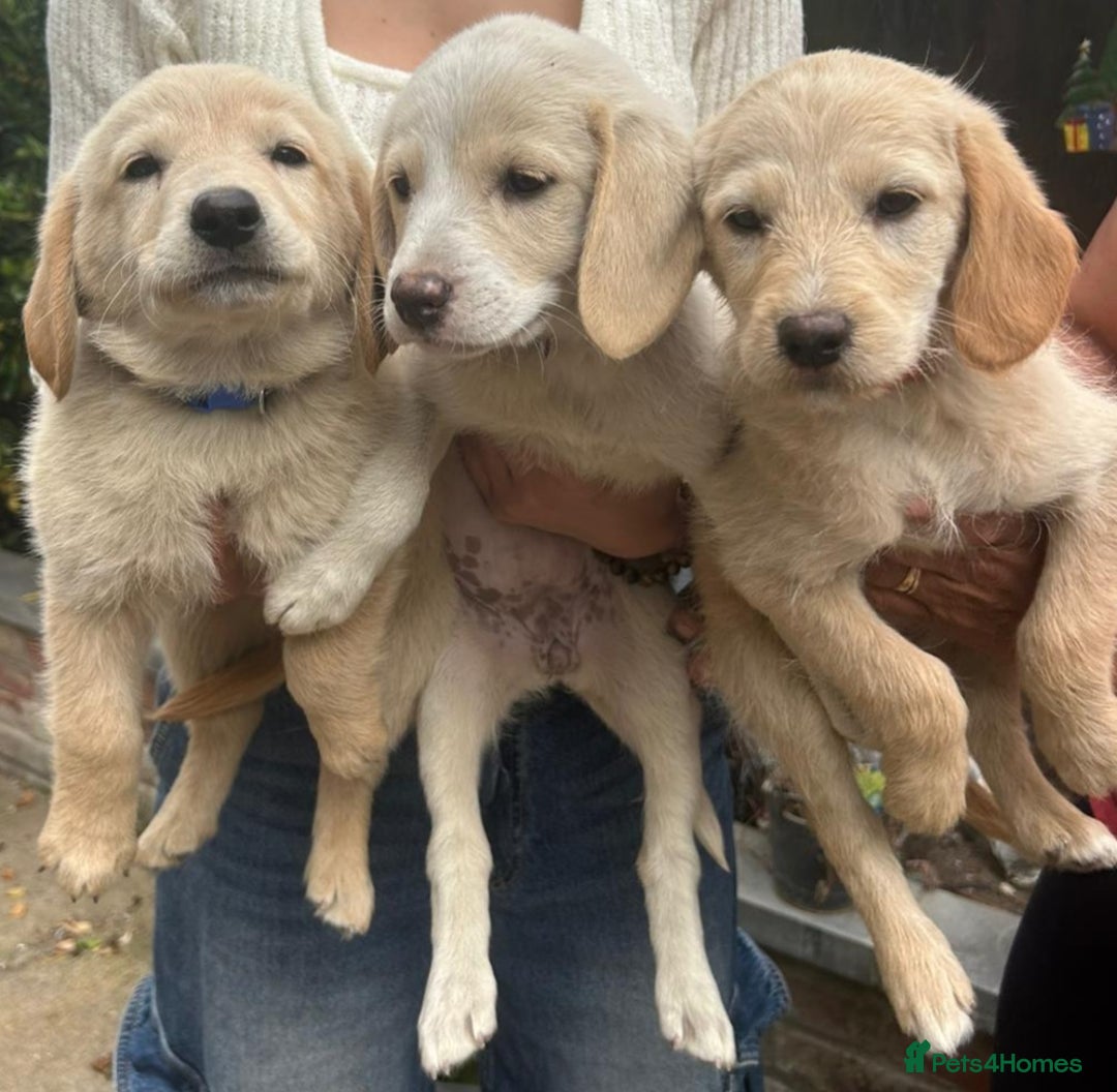Labradoodle dogs for sale: Fox Red Labrador / Labradoodle X Puppies - Image 2