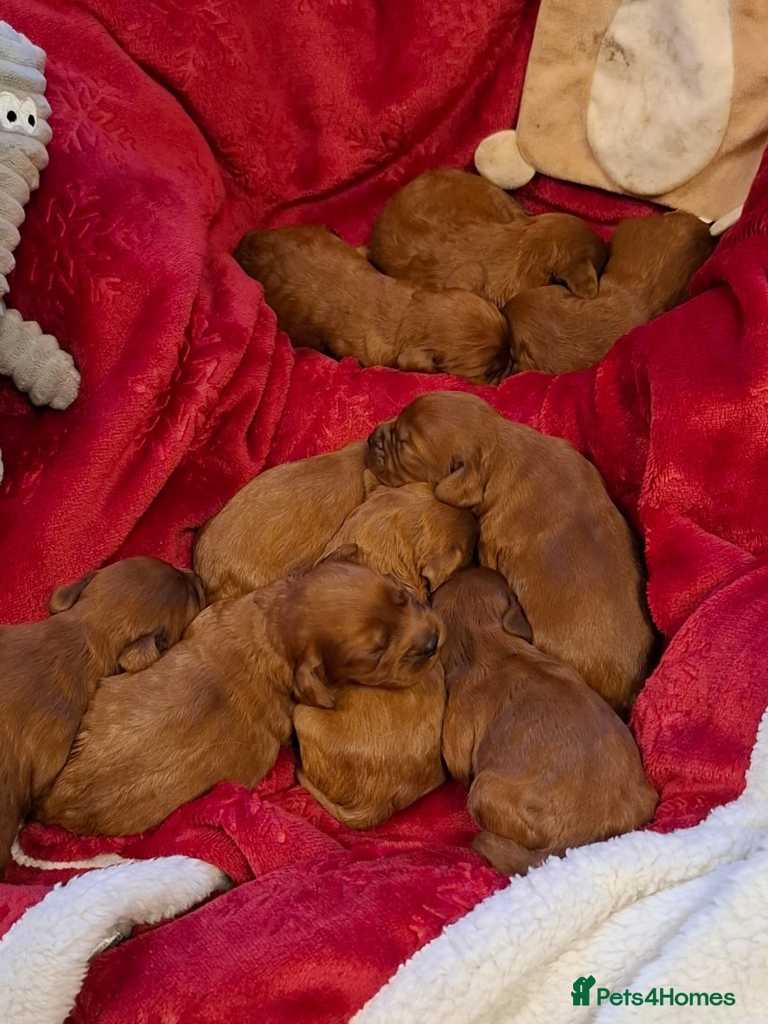 Cavapoo dogs for sale: Cavapoo puppies gorgeous red f1 ❤️!!!. - Advert 6