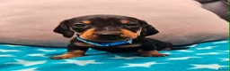 Miniature Dachshund dogs for sale: Beautiful KC Miniature Dachshund Puppies 🐾 - Advert 4