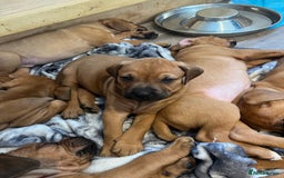 Mixed Breed dogs for sale: Puppies looking for forever homes 🏡 - Image 19