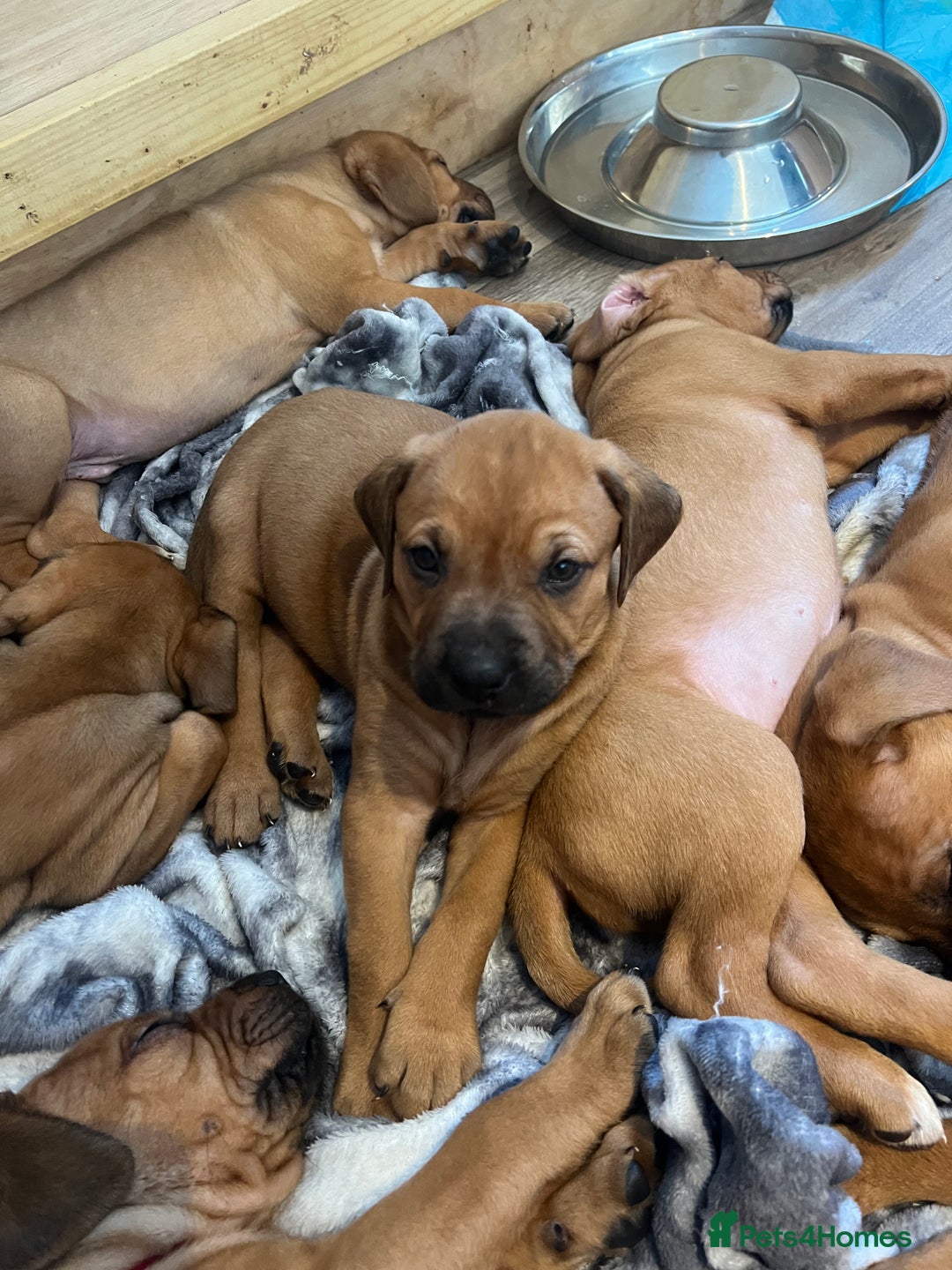Mixed Breed dogs for sale: Puppies looking for forever homes 🏡 - Image 19