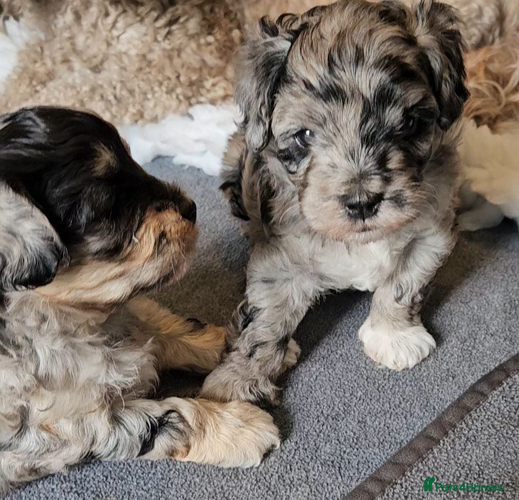 Maltipoo dogs Beautiful Blue Merle Maltipoos - Advert 2