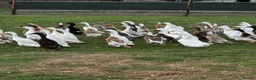 Ducks poultry for sale: Ducks for sale - Advert 6