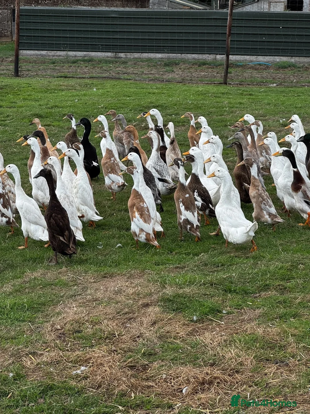 Ducks poultry for sale: Ducks for sale - Advert 6