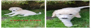 White cream female