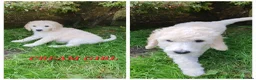 Standard Poodle dogs for sale: Standard poodle puppy's kc reg - Advert 3