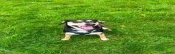 Mixed Breed dogs for sale: Transylvinan Hound  - Advert 2