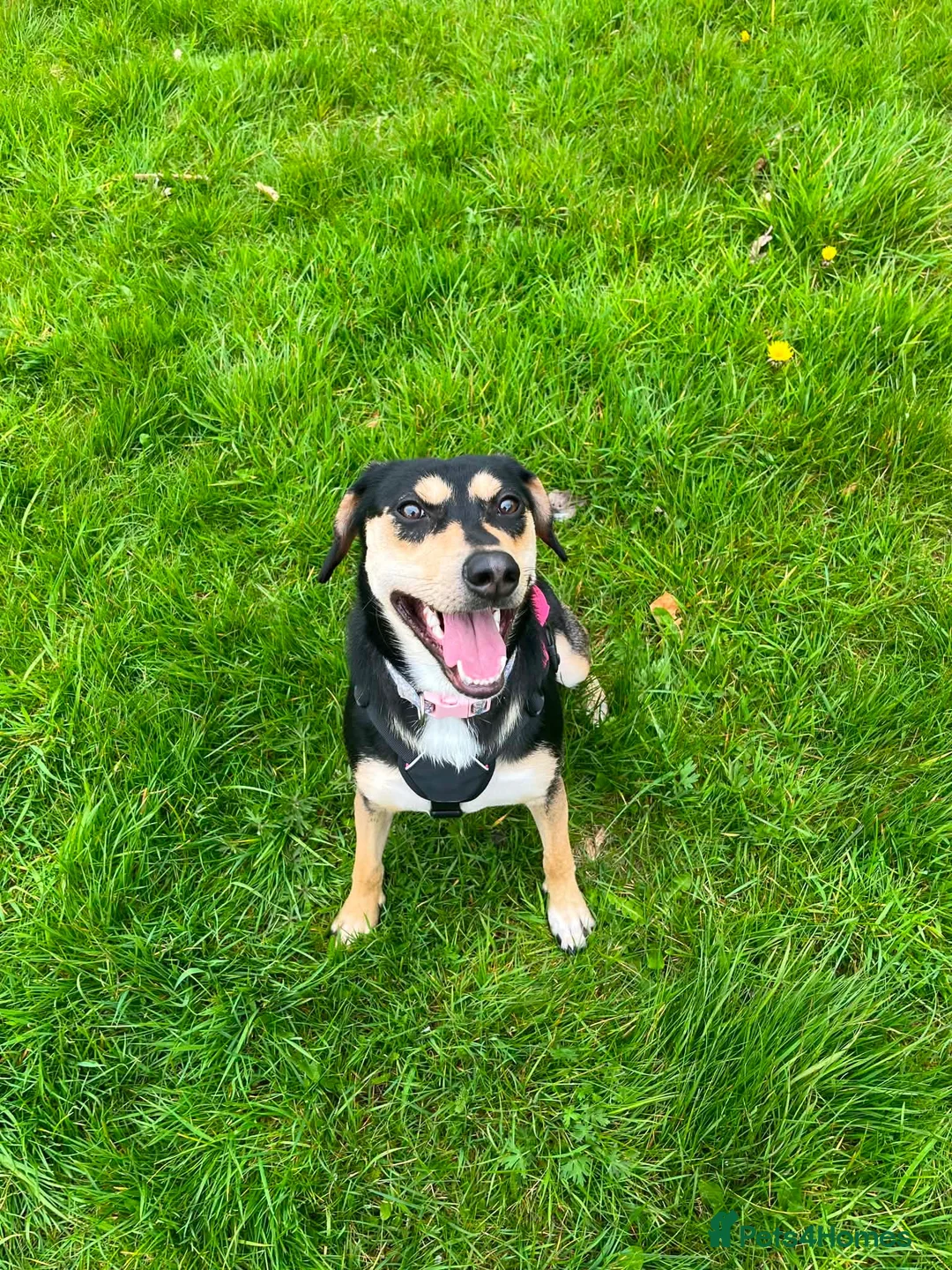 Mixed Breed dogs for sale: Transylvinan Hound  - Advert 2