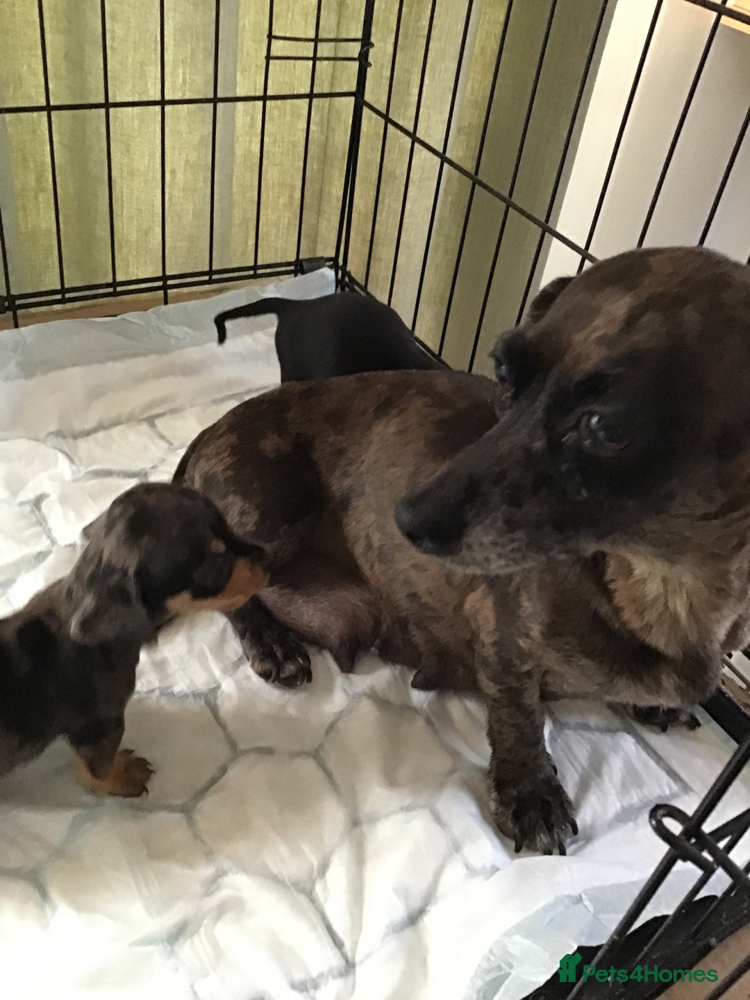 Dachshund dogs for sale: Dachshund puppies  - Image 2