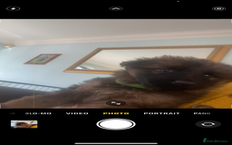 German Shepherd dogs for sale: German shepherd puppies - Stunning - Advert 6