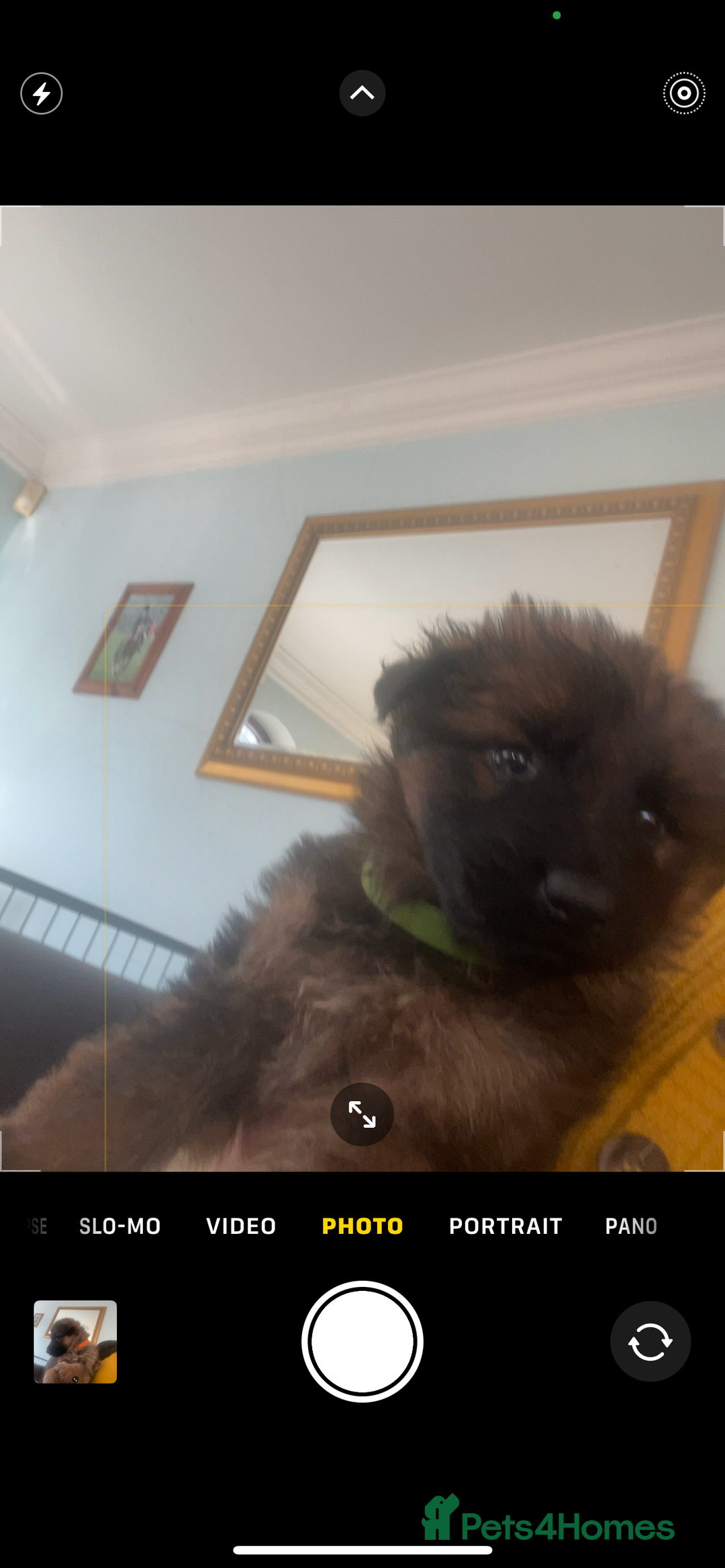 German Shepherd dogs for sale: German shepherd puppies - Stunning - Advert 6