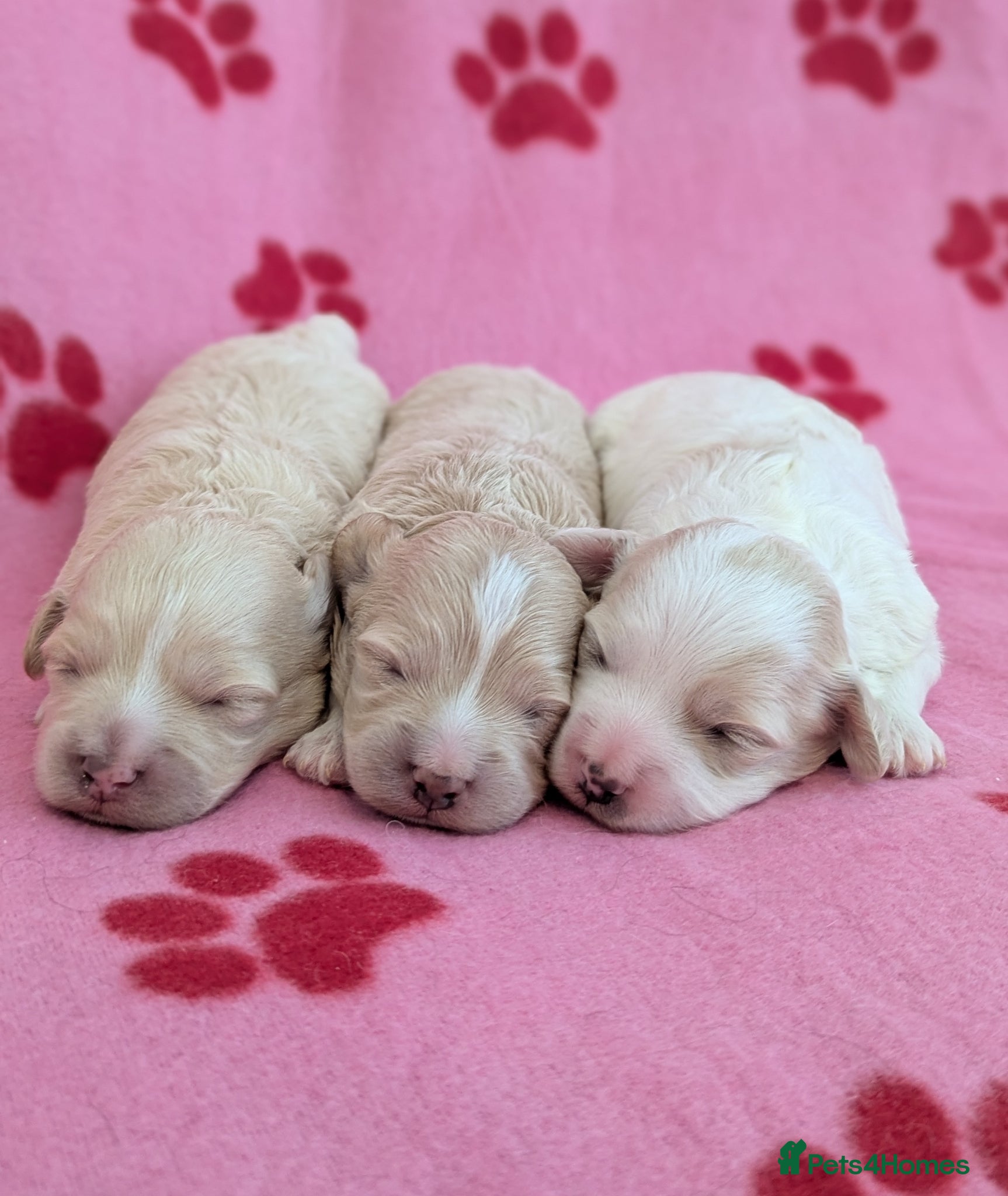 Maltipoo dogs Toy Maltipoo puppies - DNA health tested parents! - Advert 1