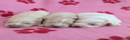 Maltipoo dogs for sale: Toy Maltipoo puppies - DNA health tested parents! - Advert 1