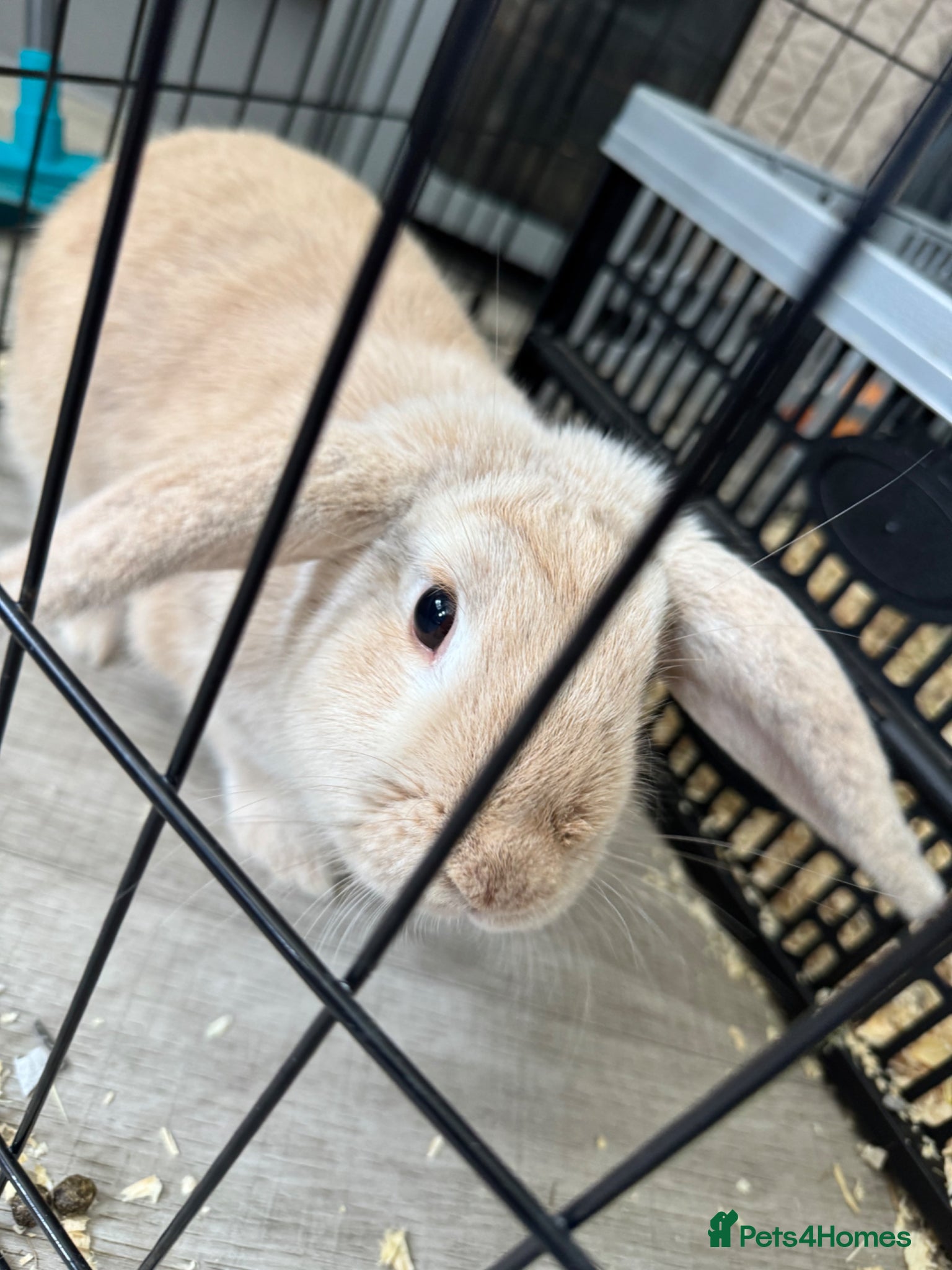 French Lop rabbits 5 month old girl. - Advert 7