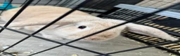 French Lop rabbits for sale: 5 month old girl. - Advert 1