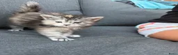Maine Coon cats for sale: Beautiful Mainecoon kittens ready for loving homes in Rochdale - Advert 7