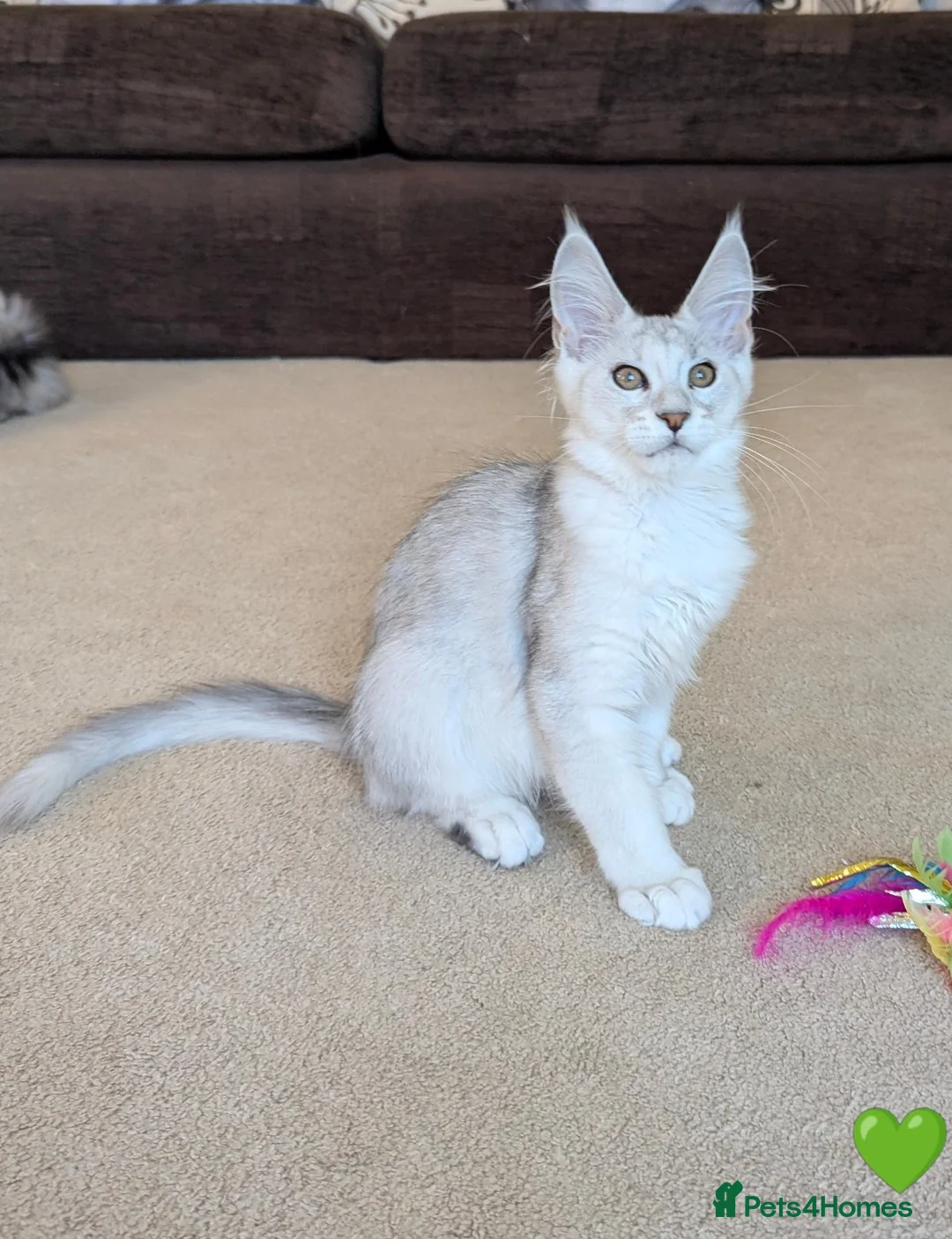 Maine Coon cats for sale: Shaded & Ticked Registered Kittens  - Advert 2