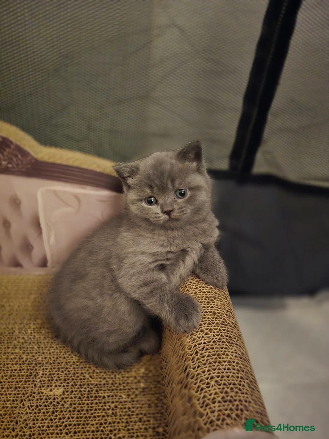 British Shorthair cats for sale: 3 British Shorthair Kittens  - Advert 3