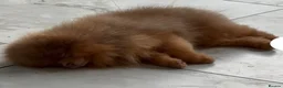 Pomeranian dogs for sale: Toy Pomeranian  - Advert 11