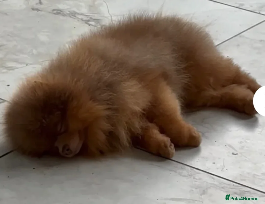 Pomeranian dogs for sale: Toy Pomeranian  - Advert 11