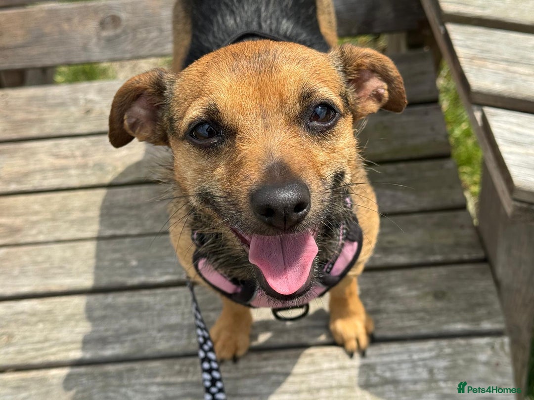 Mixed Breed dogs for sale: Chihuahua x whippet hybrid  - Advert 9