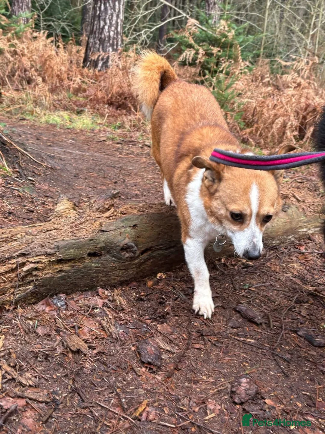 Mixed Breed dogs for adoption: Polly - Norwich Norfolk  - Advert 15