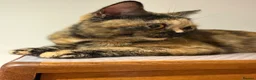 British Shorthair cats for sale: Tortie Female BSH **ACTIVE** GCCF Registered - Advert 3