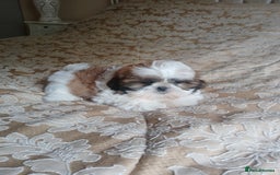 Shih Tzu dogs for sale: Shih tzu puppies boys and girls  - Image 1