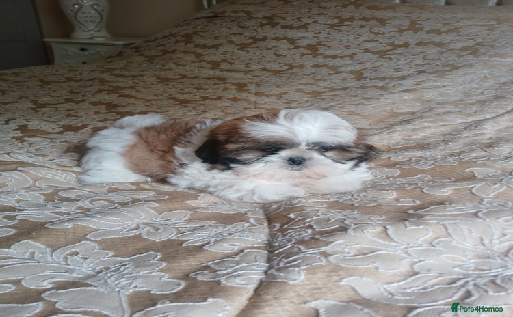 Shih Tzu dogs - Advert 1