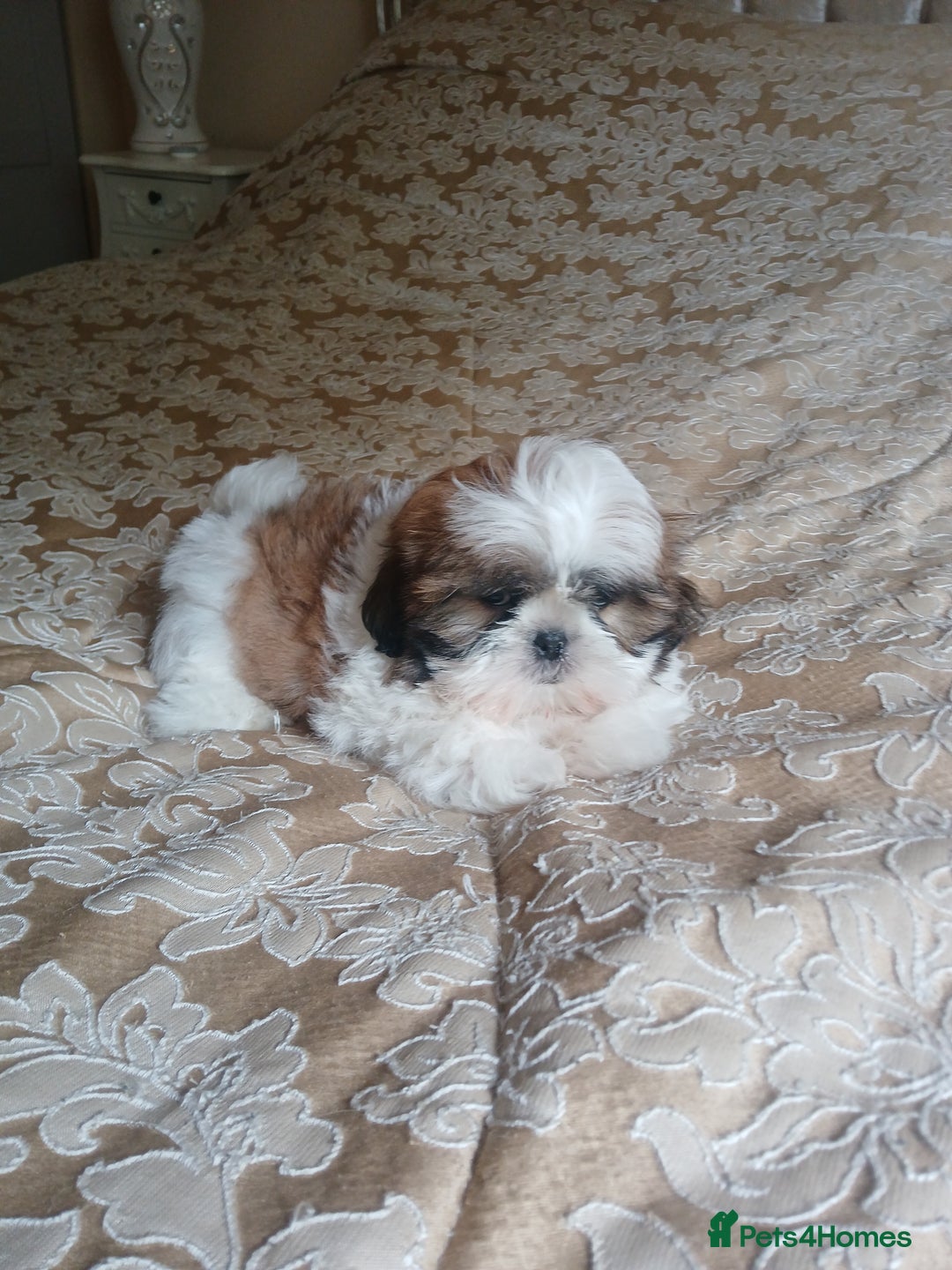 Shih Tzu dogs for sale: Shih tzu puppies boys and girls  - Image 1