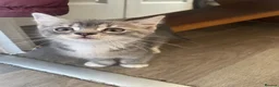 British Shorthair cats for sale: READY NOW British Short Hair x Bengal Kittens - Advert 17