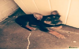 Mixed Breed dogs for sale: Puppy  - Image 1