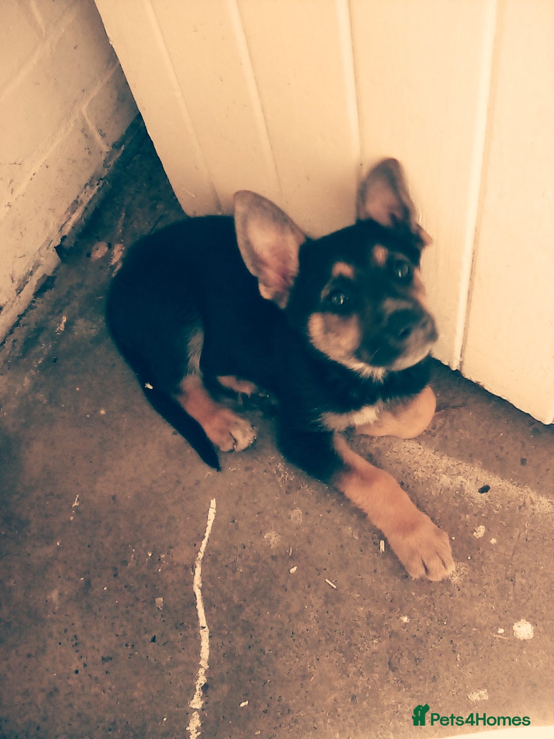 Mixed Breed dogs for sale: Puppy  - Image 1