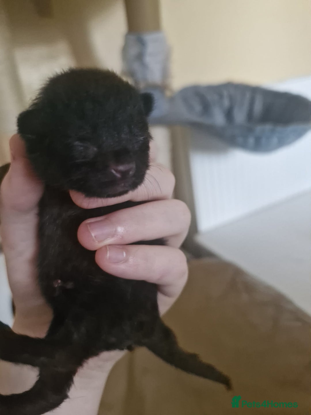 Mixed Breed cats for sale: Stunning Short-hair Kittens - Advert 9