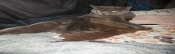 British Shorthair cats for sale: Kittens  - Advert 14