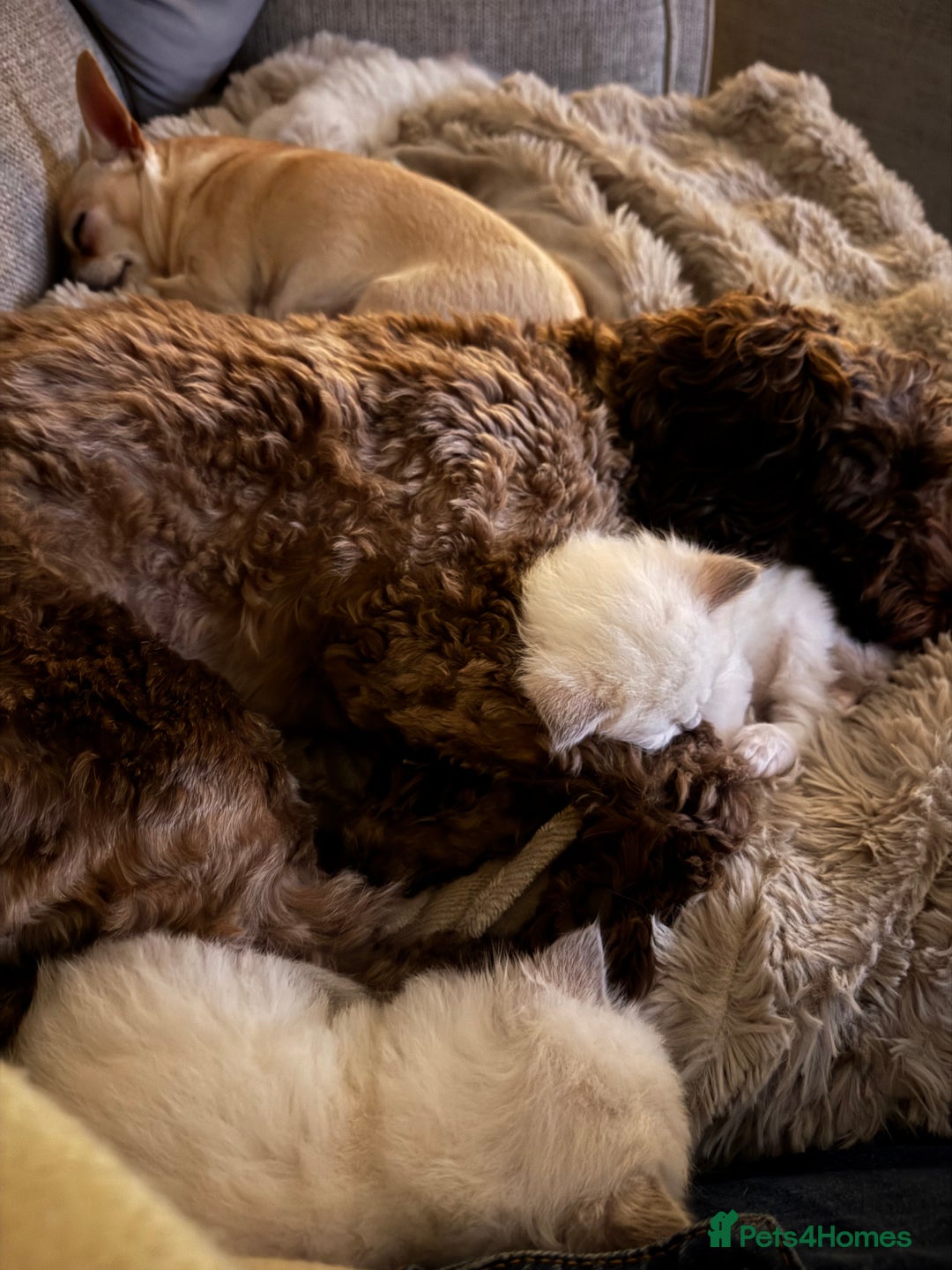 Ragdoll cats for sale: Absolutely Stunning litter of pure Ragdoll kittens - Advert 24