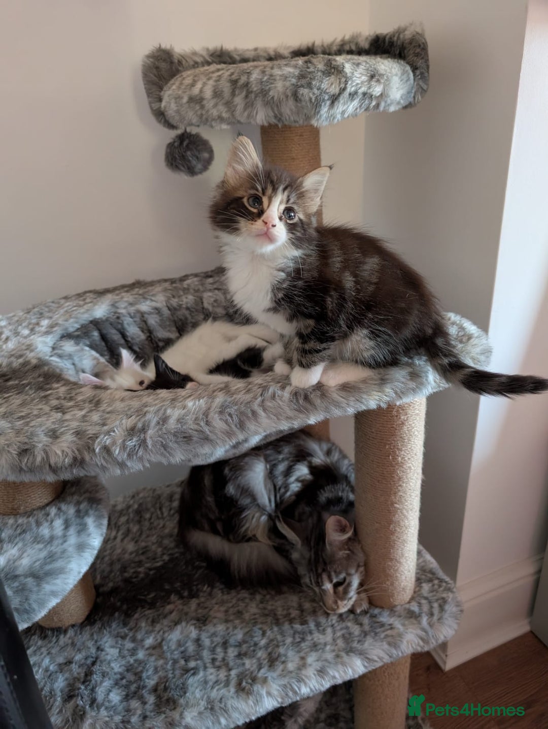 Mixed Breed cats for sale: Maincoon X - Advert 3