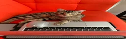 Bengal cats for sale: Handsome Bengal Cat Looking For A Loving Home - Advert 5