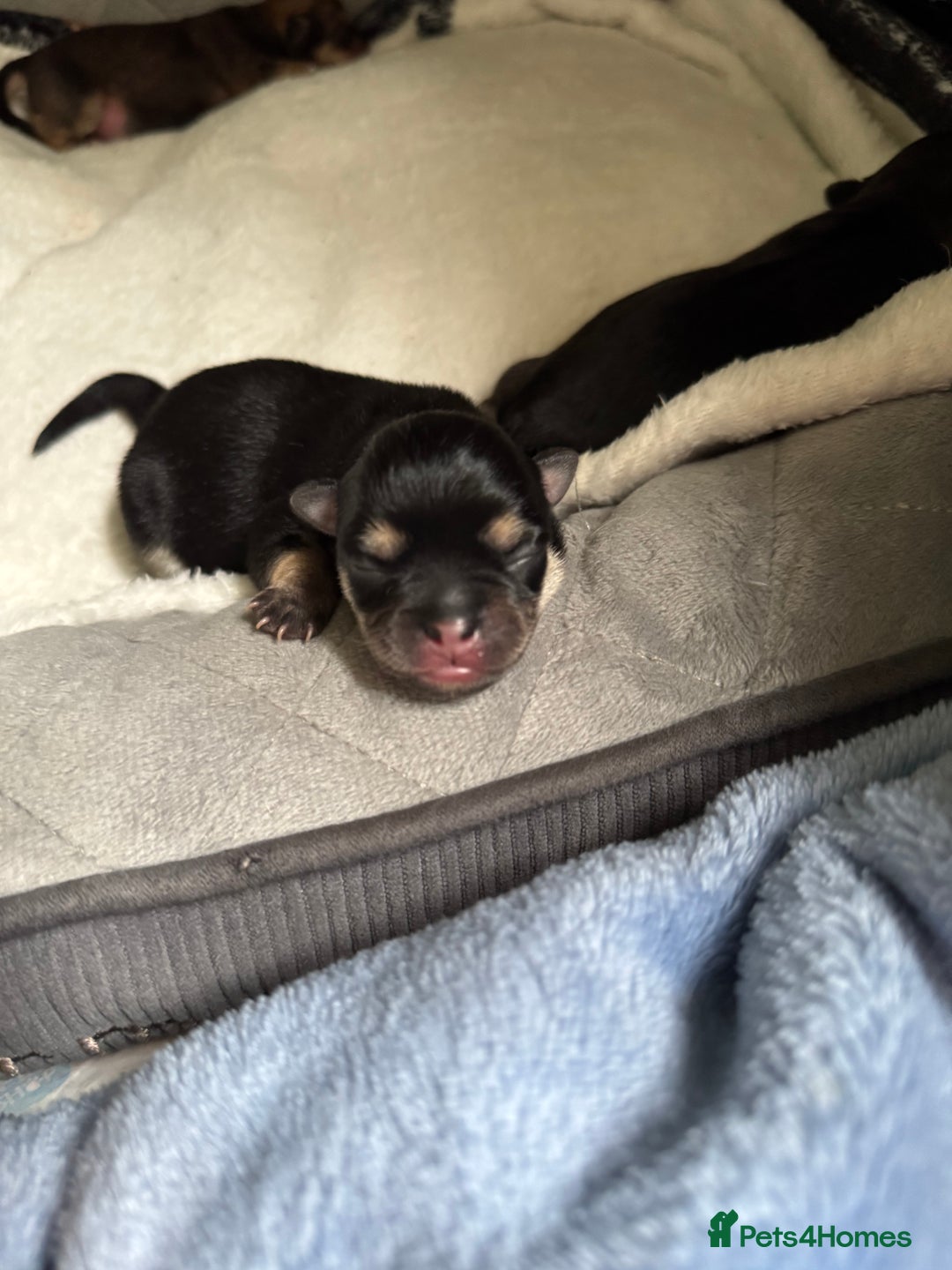Chug dogs for sale: Beautiful chugs - Image 7